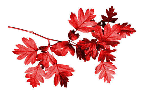 Branch.Leaves.Red - бесплатно png
