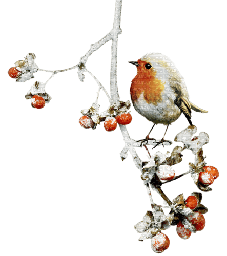 Winter.Bird.Oiseau.Hiver.Branch.Victoriabea - PNG gratuit