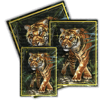 tiger bp - Безплатен анимиран GIF