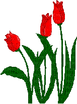 tulips spring printemps - 免费动画 GIF
