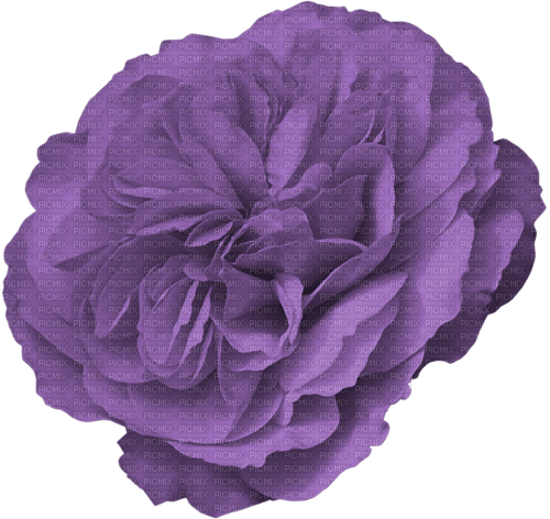 blomma--flower--purple--lila - бесплатно png