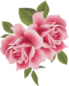 pink roses 2 - бесплатно png