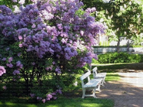 Spring in the Park - ilmainen png