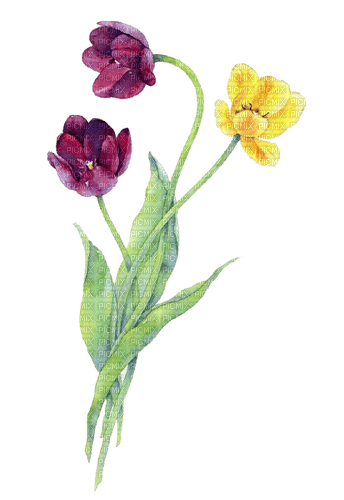 watercolor tulips Bb2 - png ฟรี
