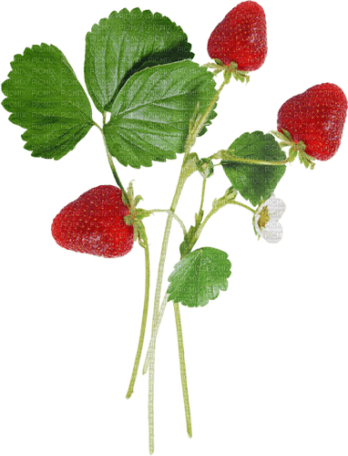 Strawberries - ücretsiz png
