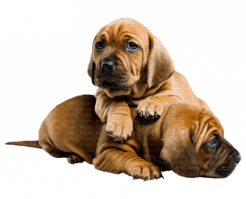 chiens - Free PNG