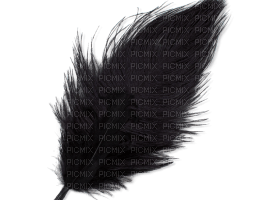 feathers bp - ilmainen png