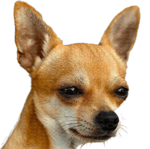Hund, Chihuahua - darmowe png