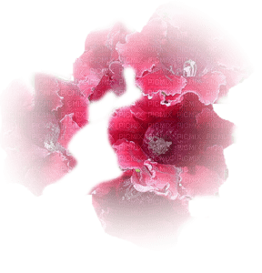 red poppies flowers - png ฟรี