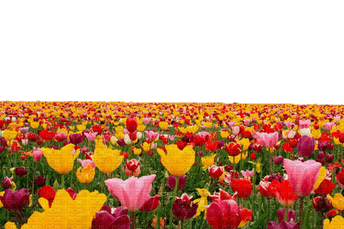 loly33 tulipe - kostenlos png