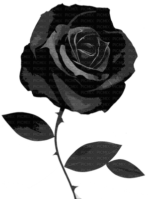 Flowers black bp - 免费PNG