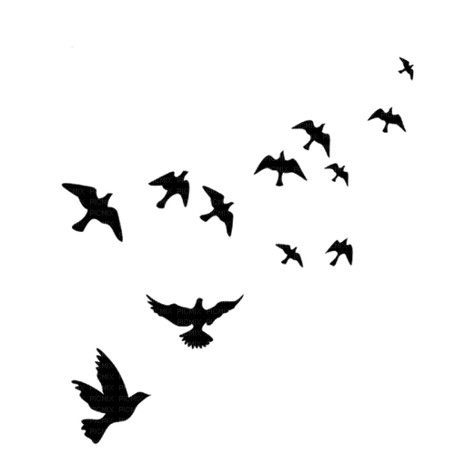 doves Bb2 - PNG gratuit