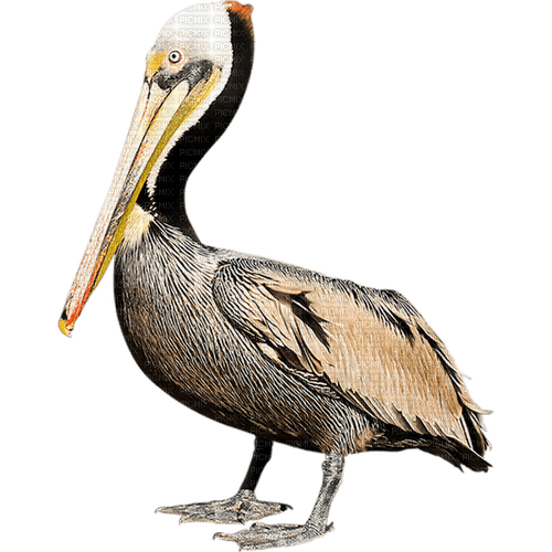 Pelican-RM - Free PNG