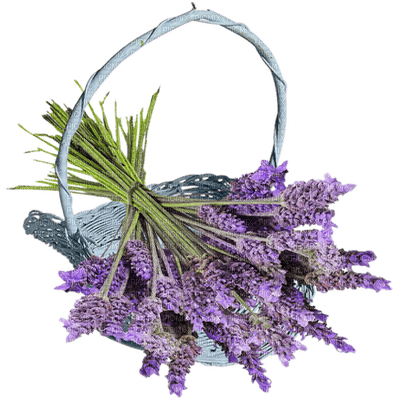 lavender flowers bp - bezmaksas png