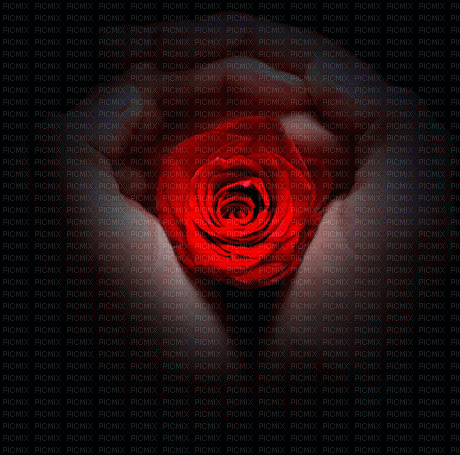 Background Red Rose - GIF animasi gratis