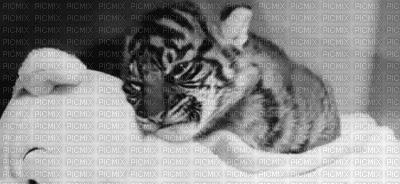 Tigre - Besplatni animirani GIF