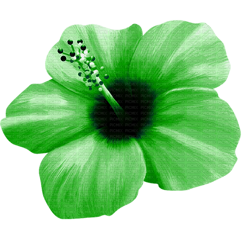 Flower.Green - PNG gratuit