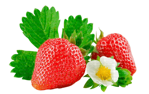 strawberry by nataliplus - kostenlos png