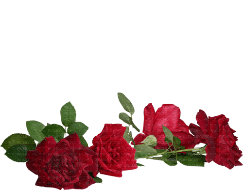 Red roses - darmowe png