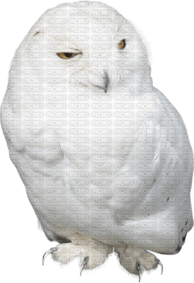 Kaz_Creations Birds Bird Owl - darmowe png