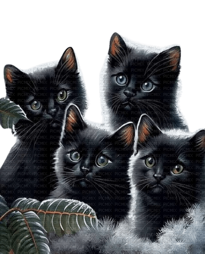 chats - ilmainen png