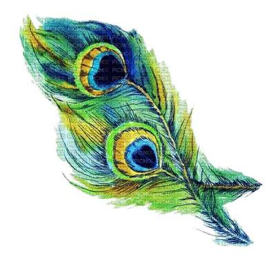 peacock feathers bp - png grátis