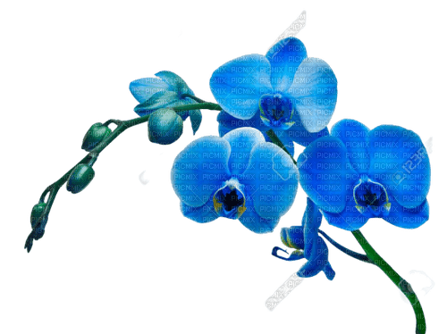 flower, orchid - gratis png