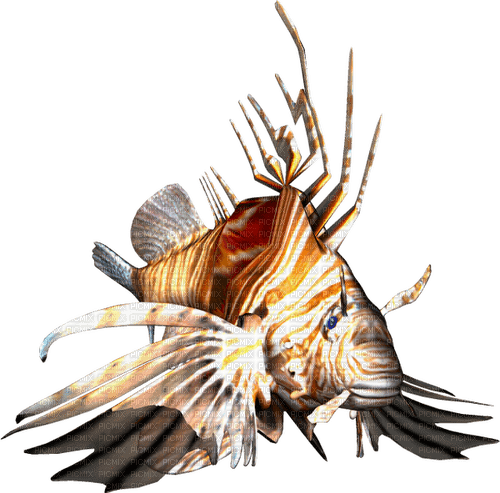 Fische - 免费PNG