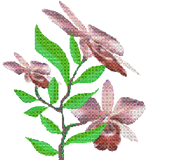 lotus - GIF animado gratis