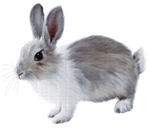 kanin ----rabbit - nemokama png