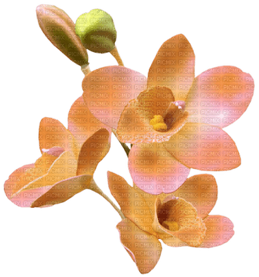 fleur orange.Cheyenne63 - 免费PNG