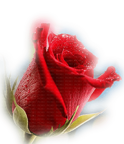 rose rouge Cheyenne63 - darmowe png