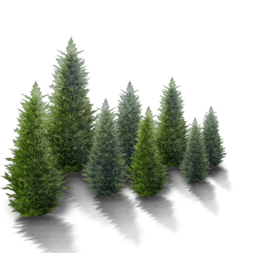 spruce Bb2 - Free PNG