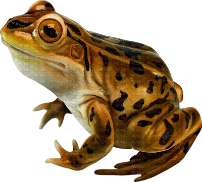 Kaz_Creations Frogs Frog - ücretsiz png
