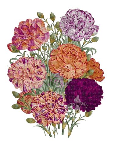 flowers deco carnations Rosalia73 - 無料png