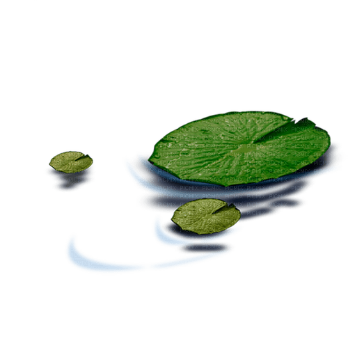 Lotus leaf - darmowe png