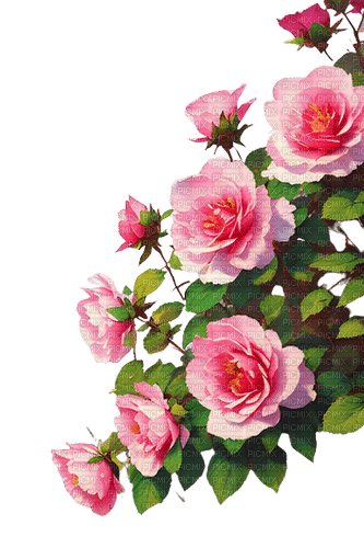 loly33 fleur rose - фрее пнг