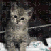 gato - Δωρεάν κινούμενο GIF