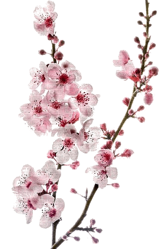 Kirschblüten, Blumen - nemokama png