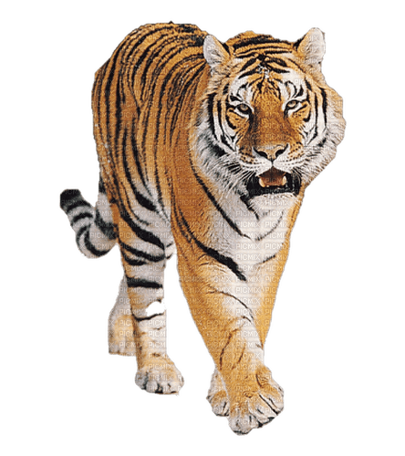 tiger milla1959 - png grátis