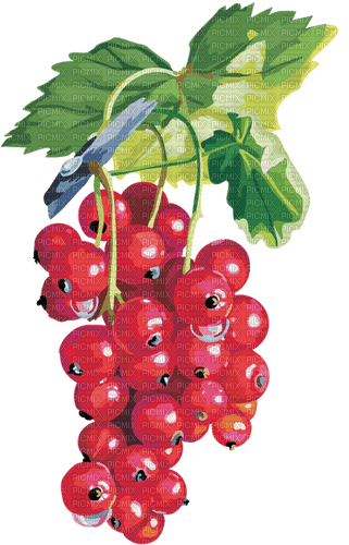 redcurrants Bb2 - 免费PNG