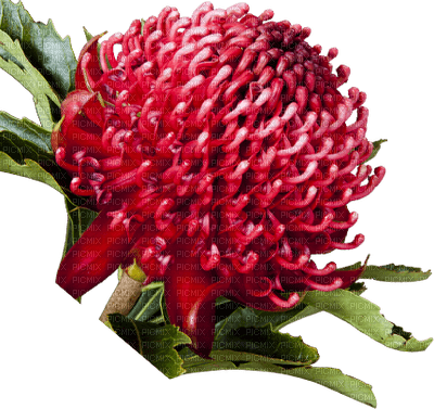 Australian native flowers bp - png gratis