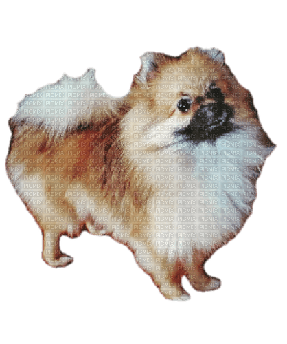 Pomeranian - безплатен png