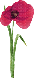 flower - Free PNG