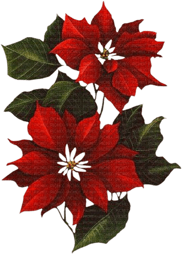 Fleurs de Noël - nemokama png
