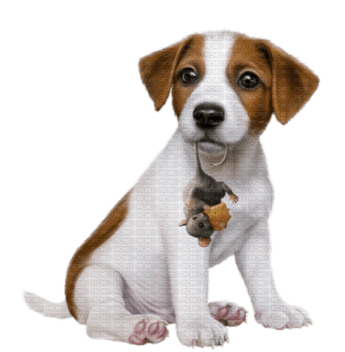 Dog. Mouse. Leila - kostenlos png