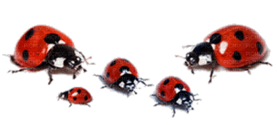 Kaz_Creations Ladybugs 🐞 - ingyenes png