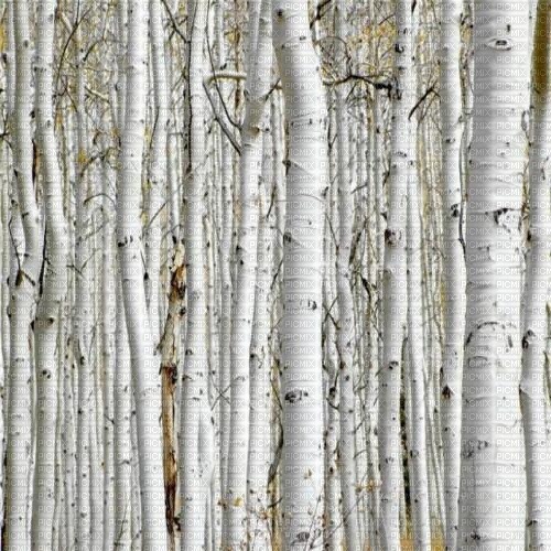 birch tree forest - besplatni png
