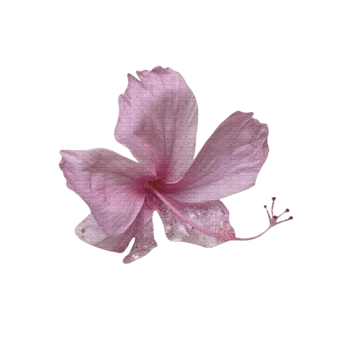 hibiscus - 免费PNG