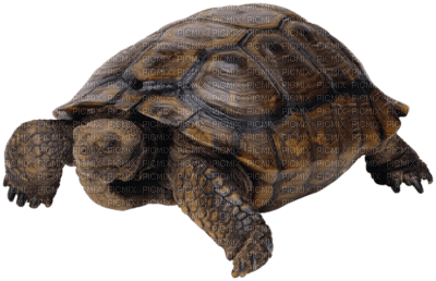 tube tortue - ücretsiz png